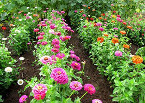 zinnia california giant mix