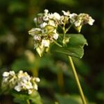 Buckwheat