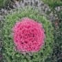 Flowering Kale Nagoya Mix