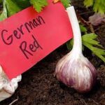 German red German red