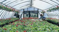 Greenhouse Film