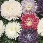 Asters Crego Mix
