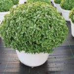 Basil, Cinnamon
