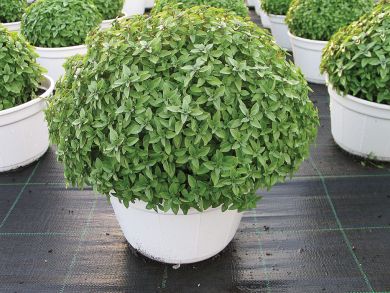Basil, Sweet Italian