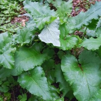 burdock