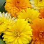 Calendula Fancy Mix