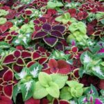 Coleus Rainbow Mix