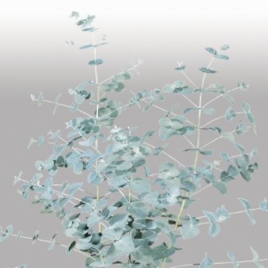 Eucalyptus Silver Drop
