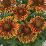 Gaillardia