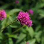 Gomphrena Mix