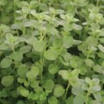 Sweet Marjoram